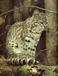 Chat de Geoffroy (Oncifelis geoffroyi).