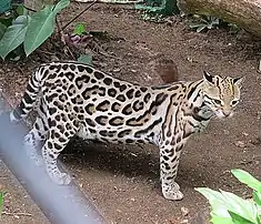 Ocelot (Leopardus pardalis)