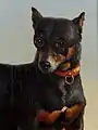 Un Pinscher.