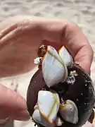 Anatifes sur une petite noix de coco, Mexique.