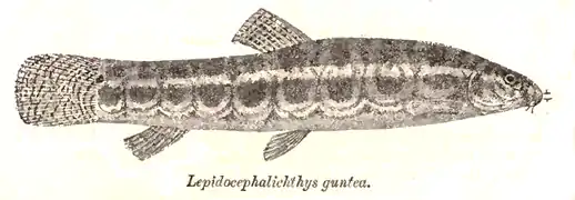 Lepidocephalichthys guntea