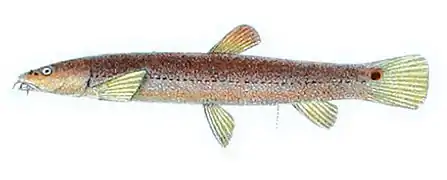 Lepidocephalichthys barbatuloides