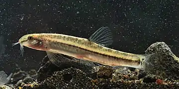 Lepidocephalichthys hasselti