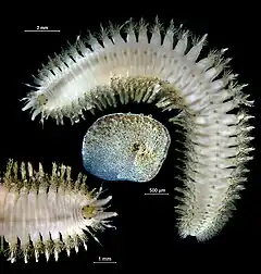 Lepidonotus squamatus, un Polynoidae.