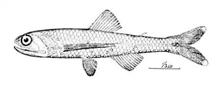 Lepidophanes guentheri