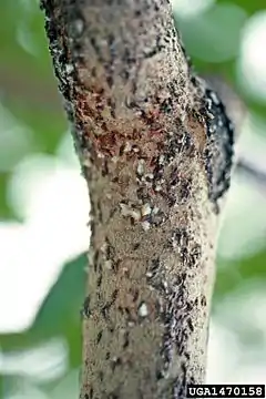 Lepidosaphes ulmi.