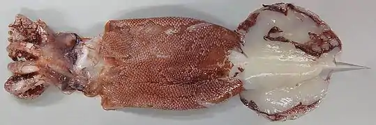 Lepidoteuthis grimaldii (Lepidoteuthidae)