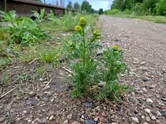 La très grande résistance aux piétinements de la Matricaire odorante lui permet de croître sur les bords et au milieu des chemins.