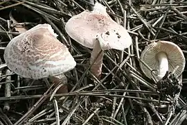 Lepiota brunneo-incarnata