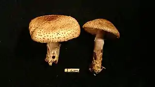 Lepiota ochraceofulva, un exemple des petites lépiotes dangereuses Hautement toxique.