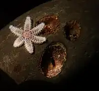 Certaines étoiles de mer aberrantes comme Leptasterias aequalis ont 6 bras, mais cette symétrie est secondaire.