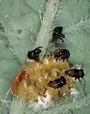 Éclosion d'œufs de doryphore et larves au premier stade sur une feuille de pomme de terre