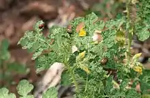 Adultes et larve de doryphores sur Solanum rostratum à Fort Sill (Oklahoma)