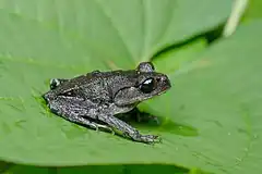Description de l'image Leptobrachium chapaense, White-eyed litter frog - Kaeng Krachan National Park.jpg.