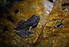 Description de l'image Leptobrachium hendricksoni (Spotted Litter Frog) (6967253802).jpg.