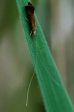 Leptocerus interruptus (Leptoceridae)