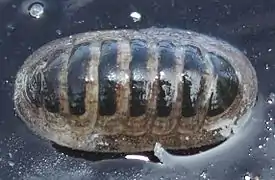 Leptochiton asellus (Leptochitonidae)