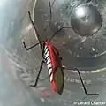 Leptocoris rufomarginatus, Cambodge.