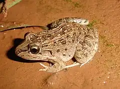 Description de l'image Leptodactylus chaquensis06.jpg.