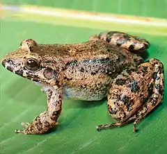 Description de l'image Leptodactylus colombiensis.jpg.