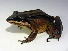 Description de l'image Leptodactylus didymus Peru 01.JPG.