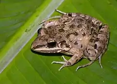 Description de l'image Leptodactylus fragilis01.jpg.