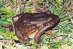 Description de l'image Leptodactylus labyrinthicus.jpg.