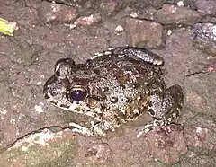 Description de l'image Leptodactylus lithonaetes.jpg.