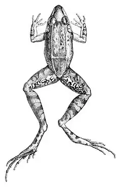 Description de l'image Leptodactylus longirostris (2).jpg.