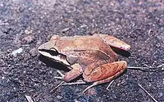 Description de l'image Leptodactylus mystaceus.jpg.