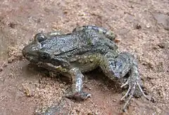 Description de l'image Leptodactylus podicipinus05.jpg.