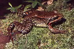 Description de l'image Leptodactylus riveroi.jpg.