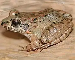 Description de l'image Leptodactylus validus.jpg.