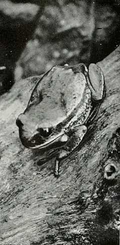 Description de l'image Leptopelis anchietae.jpg.