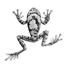 Description de l'image Leptopelis vannutellii 1897.jpg.