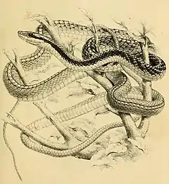 Description de l'image Leptophis diplotropis.jpg.