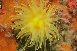 Corail jaune solitaire (Leptopsammia pruvoti) dans le canyon sous-marin Lacaze-Duthiers (Banyuls-sur-Mer).