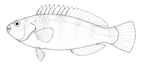 Description de l'image Leptoscarus vaigiensis (marbled parrotfish).gif.