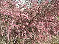 Cultivar de Leptospermum laevigatum en pleine fleur