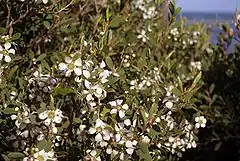 Description de l'image Leptospermum laevigatum flowers and foliage.jpg.