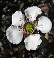 Fleur de Leptospermum turbinatum