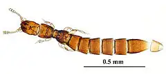 Description de l'image Leptotyphlinae CR rotate.jpg.