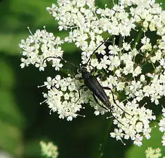 Leptura aethiops  Poda, 1761