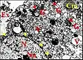 Fig.18  - Leptyphantes sanctivincentii, glande segmentaire rétrognathocoxale, adénocyte, microscope électronique à transmission.Cm, corps myéloïde ; En, enveloppe nucléaire ; Ex, cavité extracellulaire ; G, appareil de Golgi (dictyosome) ;  N, noyau ; Nu, nucléole ;   V, vésicules . Flèches jaunes : pores nucléaires. Flèches rouges : matériel lamellaire dans le Golgi