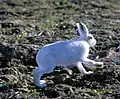 Photographie en couleurs d'un lièvre au pelage blanc.