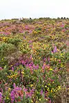 Les Landes de Locarn : lande fleurie.