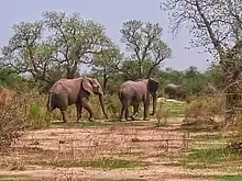 Deux éléphants marchent dans de hautes herbes éparses.