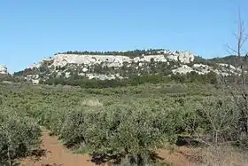 Image illustrative de l’article Olives noires de la vallée des Baux-de-Provence