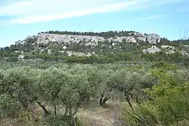 Oliveraie aux Baux de Provence