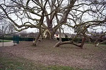 Vue de l'arbre montrant le spectaculaire marcottage naturel des branches basses.